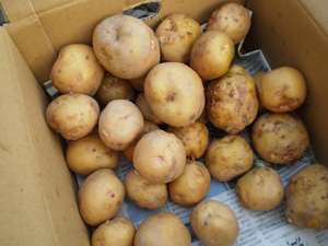 新じゃがの画像