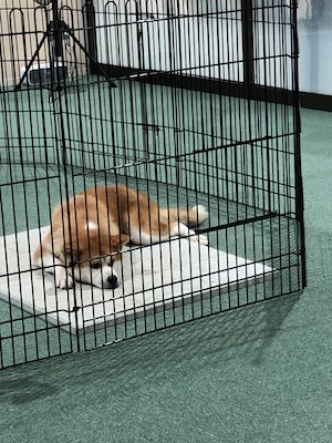 秋田犬会館の画像
