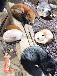 蔵王キツネ村の画像