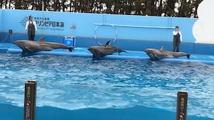 新潟観光の画像