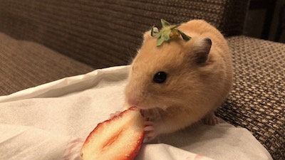 いちごの画像