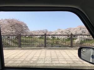 桜 の画像