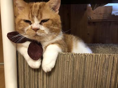念願の猫カフェの画像