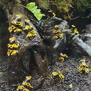 かわいい生き物の画像