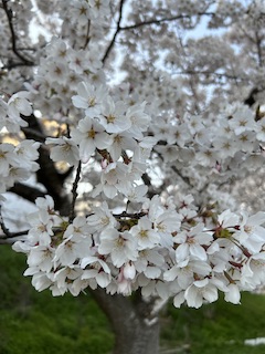 桜の画像
