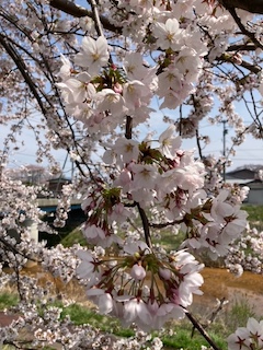 お花見の画像