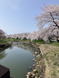 桜満開!の画像