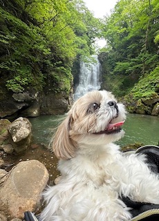 奈曽の白滝の画像