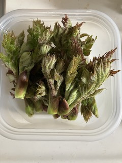 山菜の画像