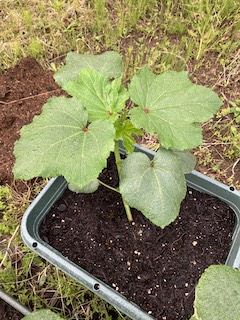 ちょこっと家庭菜園の画像