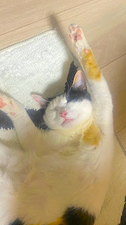 猫の画像