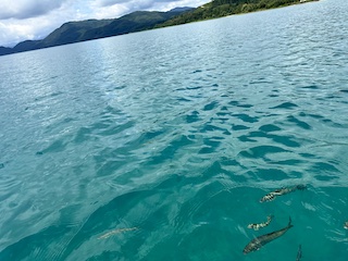 田沢湖の画像