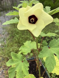 何の花でしょうか?の画像