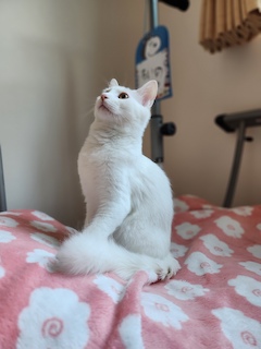 2匹目の画像