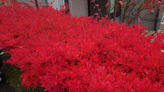 実家で紅葉の画像