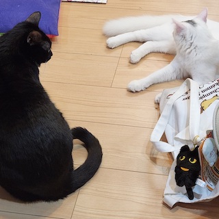 新入りと先住猫の画像