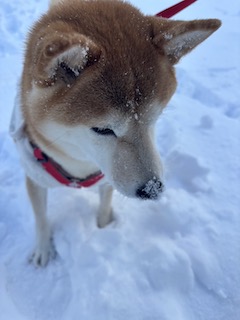 雪の中の散歩の画像