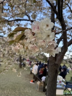 花火ショーの画像