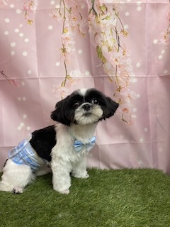 初トリミングの画像