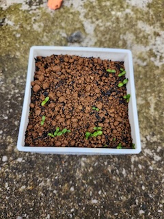 みかんの木の画像