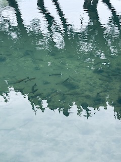 初めての釣り堀の画像