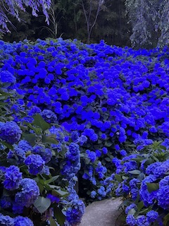 紫陽花の画像