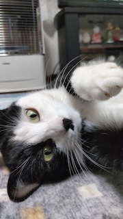 愛猫の画像