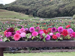 秋田国際ダリア園 の画像