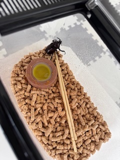 カブトムシのその後の画像