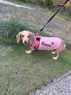 愛犬お揃いの服の画像