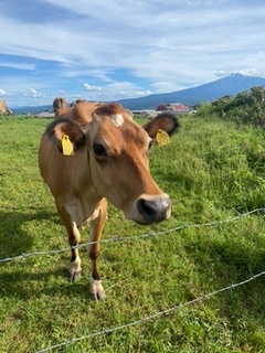 牧場　　の画像