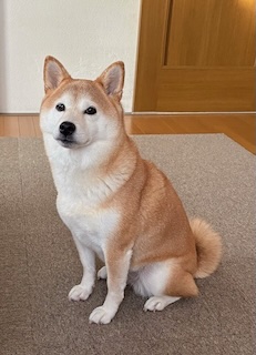 換毛期《冬バージョン》の画像